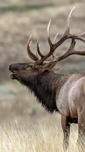 Majestic Bull Elk Bugling Wallpaper