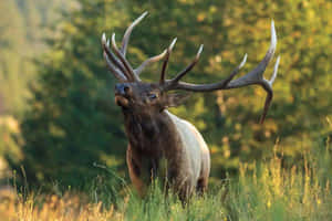 Majestic Bull Elk Bugling Wallpaper