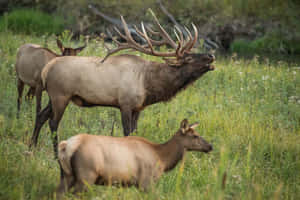 Majestic_ Bull_ Elk_ Bugling_with_ Herd.jpg Wallpaper