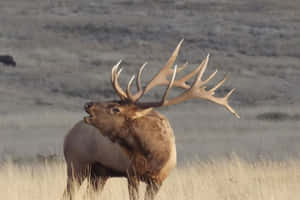 Majestic Bull Elk Buglingin Field Wallpaper