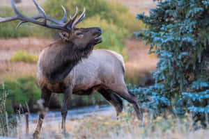 Majestic Bull Elk Buglingin Wilderness.jpg Wallpaper