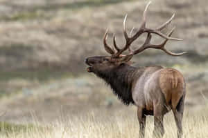 Majestic Bull Elk Buglingin Wilderness.jpg Wallpaper