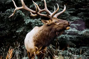 Majestic_ Bull_ Elk_in_ Natural_ Habitat.jpg Wallpaper