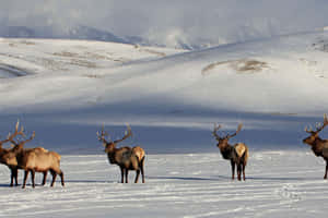 Majestic_ Bull_ Elk_in_ Winter_ Landscape.jpg Wallpaper