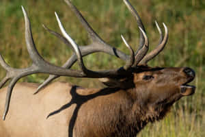 Majestic Bull Elk Profile Wallpaper