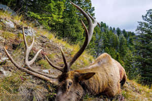 Majestic_ Bull_ Elk_ Resting_in_ Wilderness.jpg Wallpaper