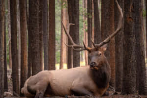 Majestic Bull Elk Restingin Forest Wallpaper