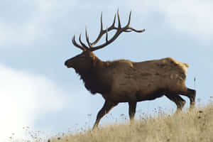 Majestic Bull Elk Silhouette Wallpaper