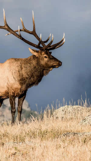 Majestic Bull Elk Standingin Field Wallpaper