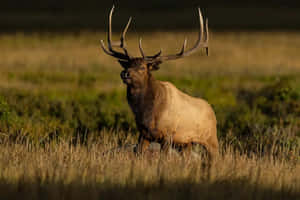 Majestic Bull Elk Standingin Meadow.jpg Wallpaper