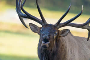 Majestic Bull Elk Up Close.jpg Wallpaper