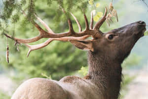 Majestic Bull Elk With Impressive Antlers Wallpaper