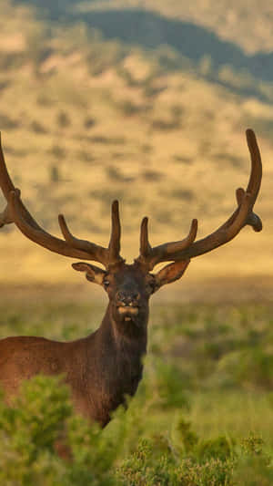 Majestic Bull Elk With Impressive Antlers Wallpaper