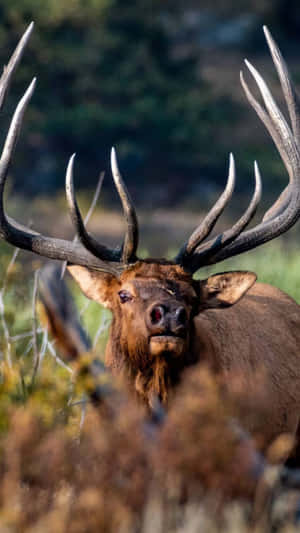 Majestic Bull Elk With Impressive Antlers Wallpaper