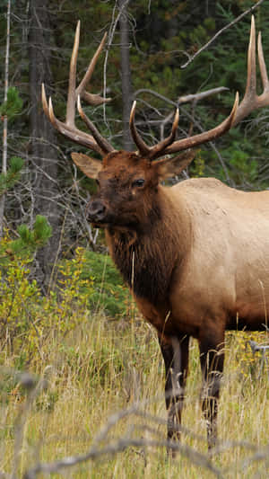 Majestic Bull Elkin Wilderness.jpg Wallpaper