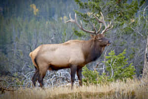 Majestic Bull Elkin Wilderness Wallpaper