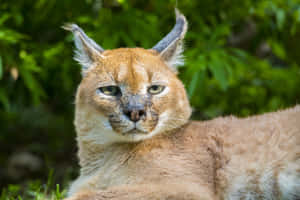 Majestic Caracal In Its Natural Habitat Wallpaper