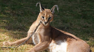 Majestic Caracal In Natural Habitat Wallpaper