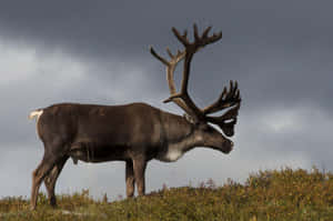 Majestic Caribou Against Stormy Sky Wallpaper