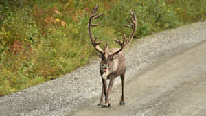 Majestic Caribou On Gravel Road.jpg Wallpaper