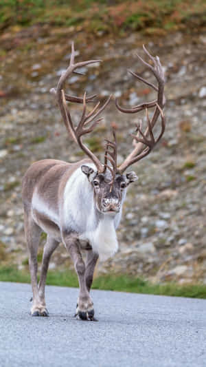 Majestic Caribou On Road.jpg Wallpaper