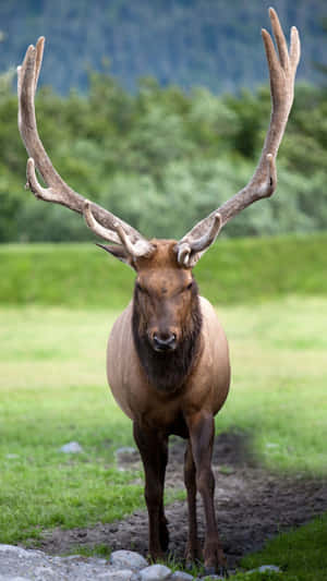 Majestic Caribou Standing Tall Wallpaper