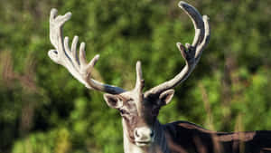 Majestic Caribou With Velvet Antlers Wallpaper