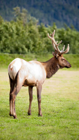 Majestic Caribouin Meadow Wallpaper