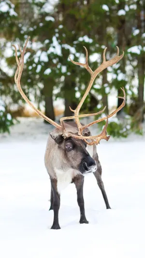 Majestic Caribouin Snowy Forest.jpg Wallpaper