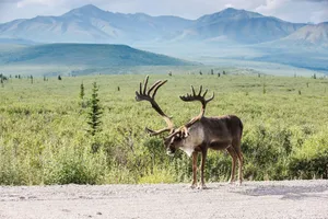 Majestic Caribouin Wilderness.jpg Wallpaper