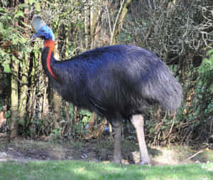 Majestic Cassowary In The Wild Wallpaper