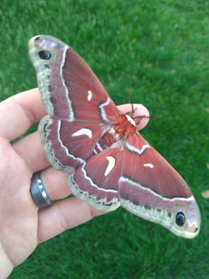 Majestic Cecropia Silkmoth In Natural Habitat Wallpaper