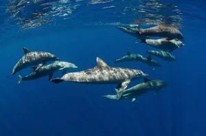 Majestic Cetacean Gliding Through Azure Seas Wallpaper