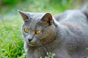 Majestic Chartreux Cat Enjoying A Serene Moment Wallpaper