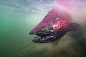 Majestic Chinook Salmon Underwater.jpg Wallpaper