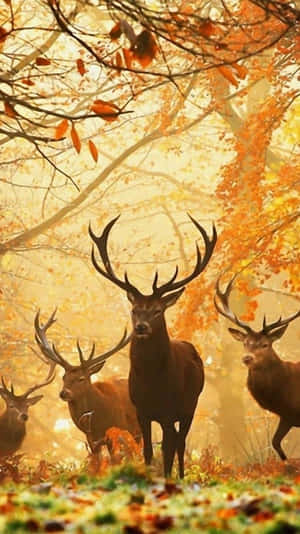 Majestic Close-up Of A White-tailed Deer Wallpaper