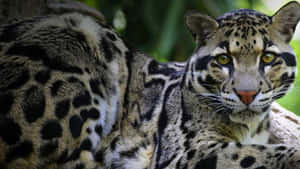 Majestic_ Clouded_ Leopard_ Resting.jpg Wallpaper