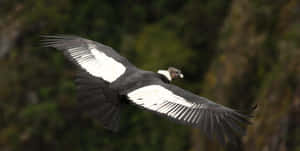 Majestic Condor In Flight Wallpaper