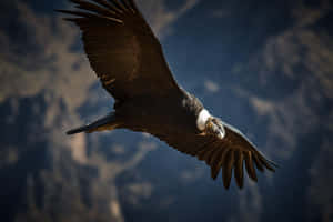 Majestic Condor In Flight Wallpaper