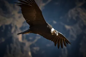 Majestic Condor In Flight Wallpaper