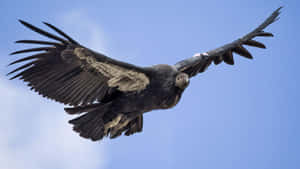 Majestic Condor In Flight Wallpaper