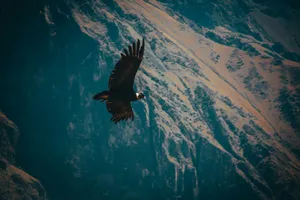 Majestic Condor In Flight Wallpaper