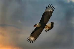 Majestic Condor In Flight Wallpaper