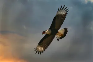 Majestic Condor In Flight Wallpaper