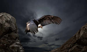 Majestic Condor In Flight Wallpaper