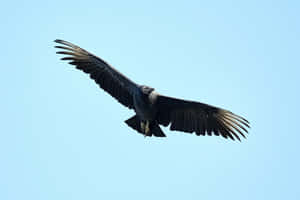 Majestic Condor In Flight Wallpaper