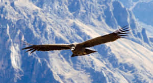 Majestic Condor In Flight Wallpaper