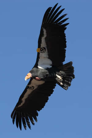 Majestic Condor In Flight Wallpaper