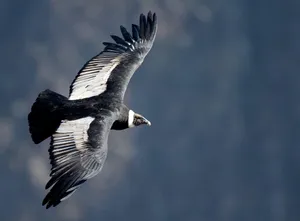 Majestic Condor In Flight Wallpaper