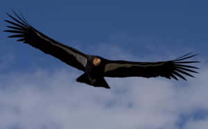 Majestic Condor In Flight Wallpaper